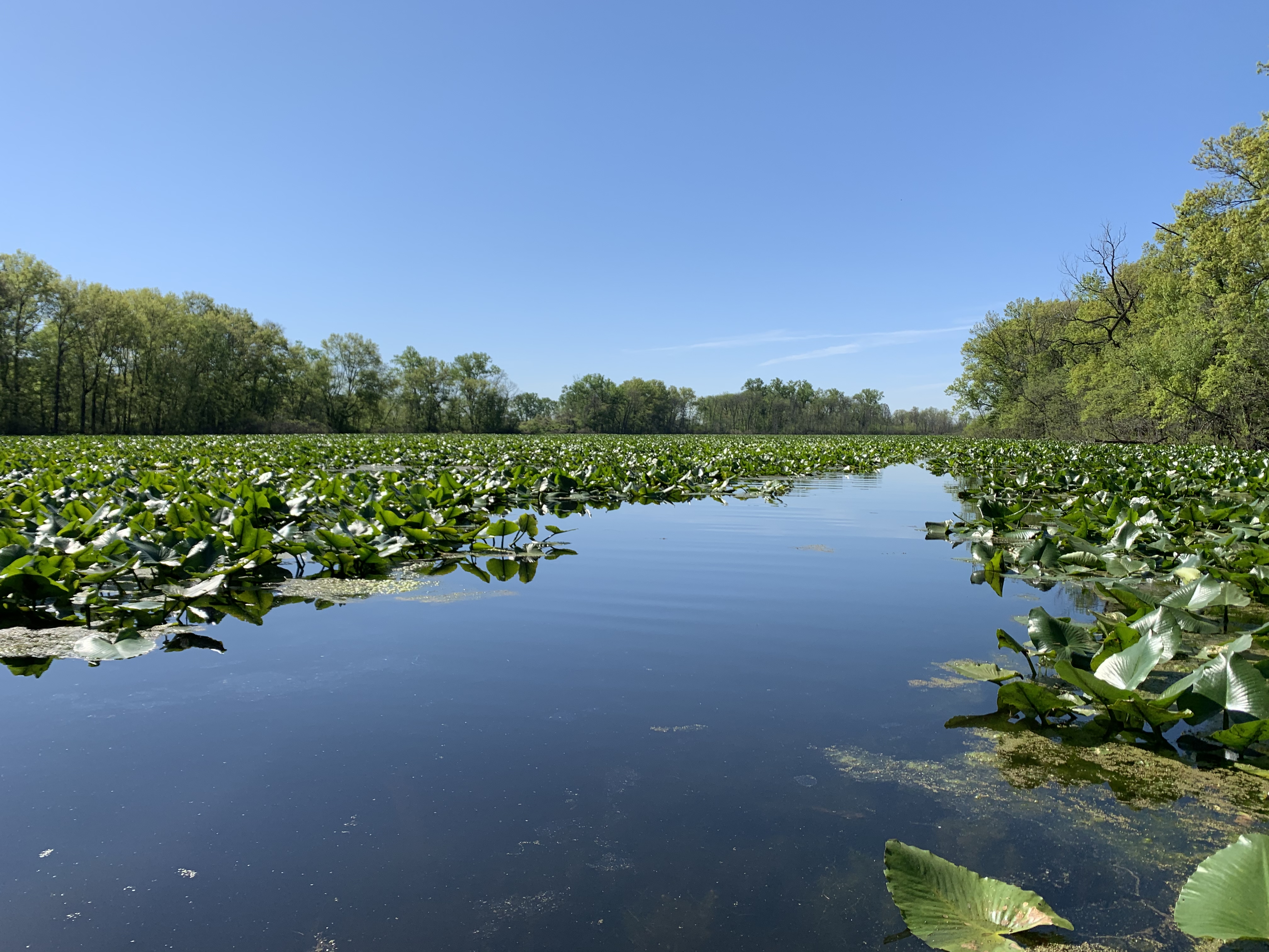 Arlington Wetlands in Madison County, Downstate Illinois